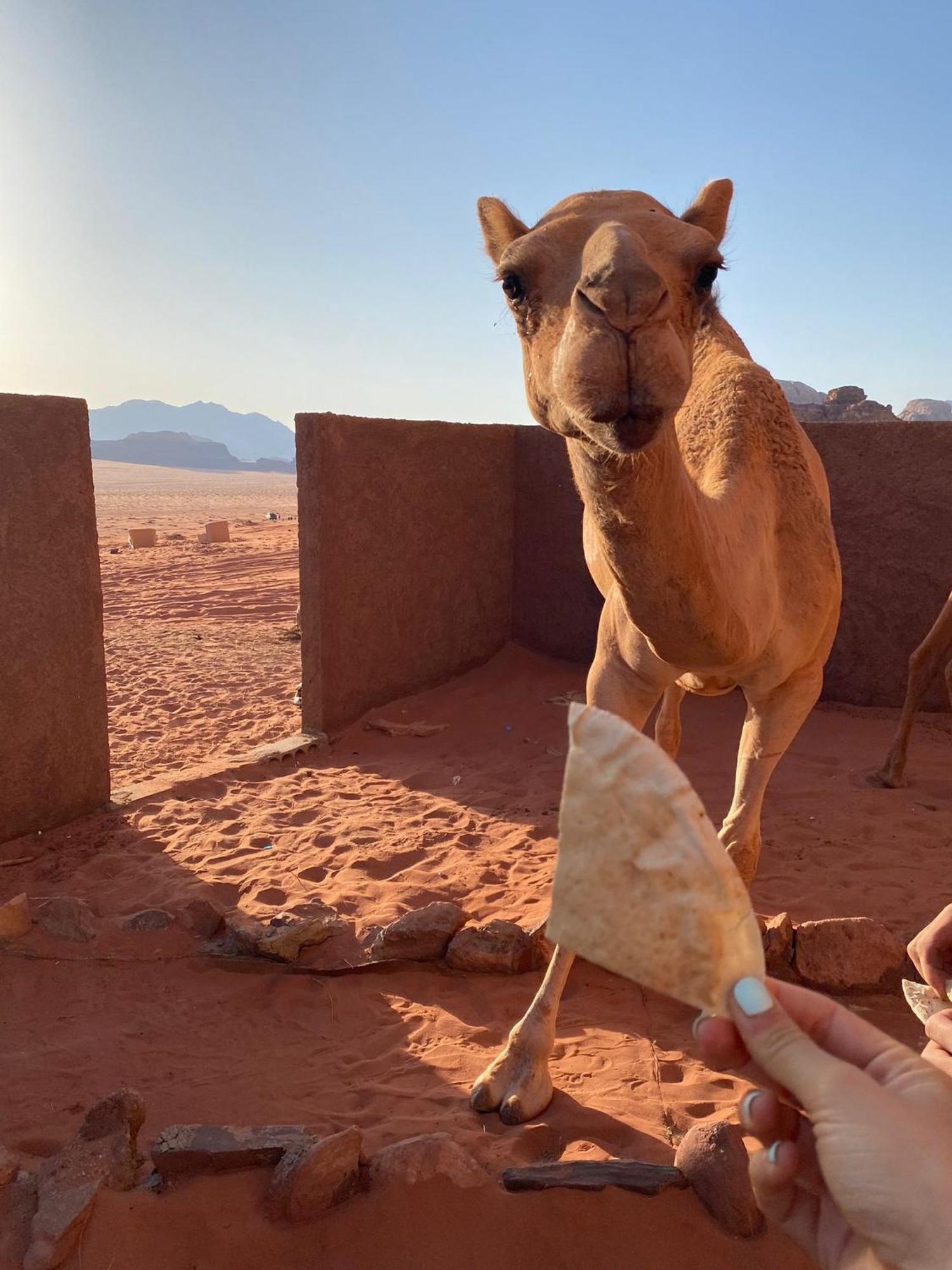 Hotel Omar Ghazi Camp Wadi Rum Zewnętrze zdjęcie