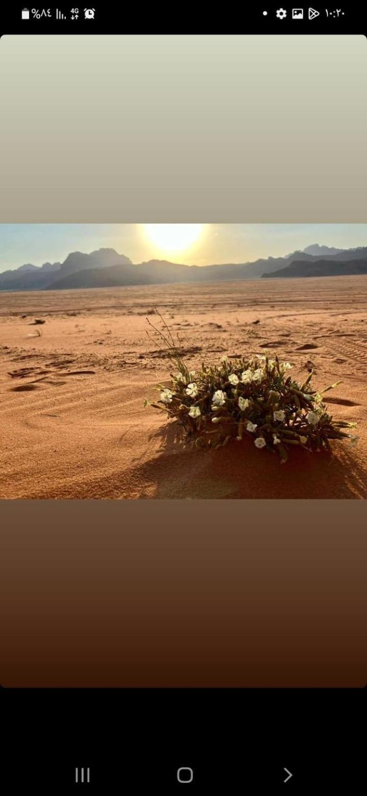 Hotel Omar Ghazi Camp Wadi Rum Zewnętrze zdjęcie